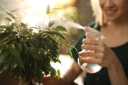 Young woman spraying ficus plant at home, closeup. Engaging hobbyの写真素材
