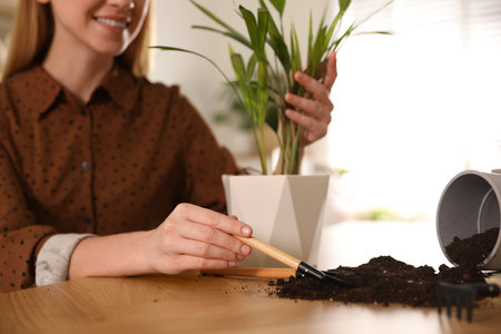 Young woman potting beautiful plant at home, closeup. Engaging hobbyの写真素材