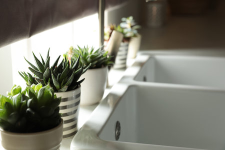 Houseplants near sink in kitchen, closeup. Interior designの写真素材