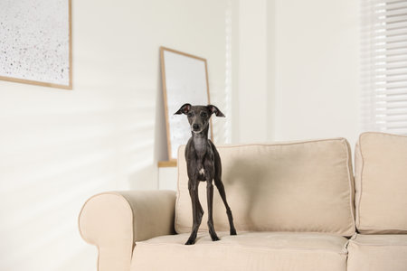 Italian Greyhound dog on sofa at homeの写真素材