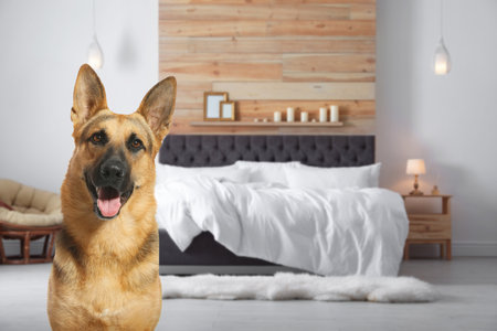 Cute dog in room, space for text. pet friendly hotelの写真素材