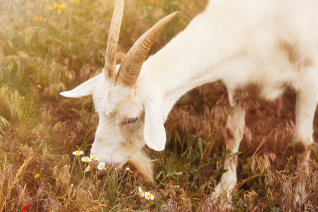 Beautiful white goat grazing in the field on a sunny day. animal husbandryの写真素材