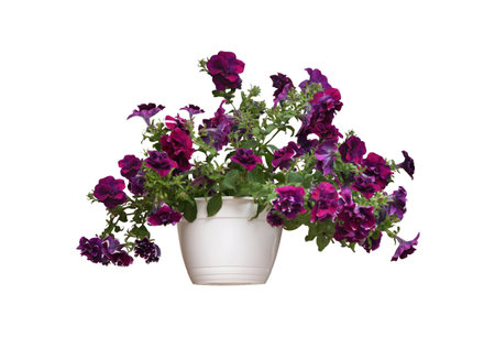 Beautiful purple flowers in plant pot on white backgroundの写真素材