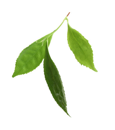 Green leaves of tea plant isolated on whiteの写真素材
