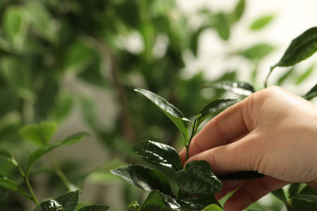 Farmer picking green tea leaves against blurred background, closeupの写真素材