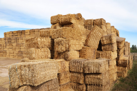 Many cereal hay bales outdoors. Agriculture industryの写真素材