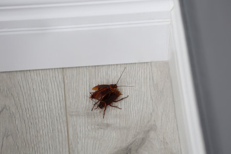Cockroaches on wooden floor in corner at home. pest control