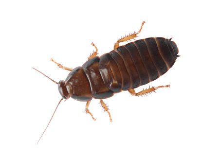 Brown cockroach isolated on white, top view. Pest control