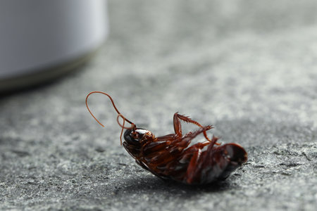 Dead brown cockroach on grey stone background, closeup. Pest controlの写真素材