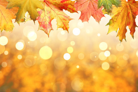 Beautiful autumn leaves outdoors on sunny day, space for text. bokeh effect
