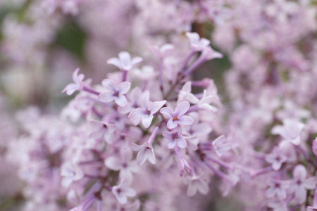 Closeup view of beautiful blossoming lilac bush outdoorsの写真素材