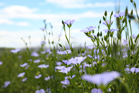 Closeup view of beautiful blooming flax fieldの写真素材