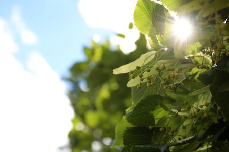 Linden tree with fresh young leaves and green flower buds outdoors on sunny spring day, closeupの写真素材