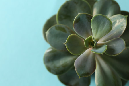 Beautiful echeveria on light blue background, top view. Succulent plantの写真素材