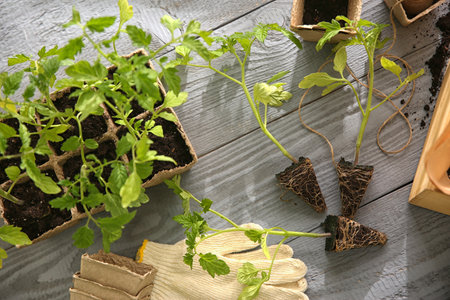 Flat lay composition with tomato seedlings and gardening accessories on gray wooden table