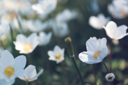 Beautiful blossoming Japanese anemone flowers outdoors on spring day