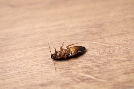 Dead cockroach on wooden floor, closeup. pest control