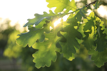 Closeup view of oak tree with young fresh green leaves outdoors on spring dayの写真素材