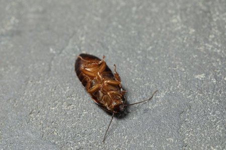 Dead brown cockroach on gray stone background, closeup. pest control
