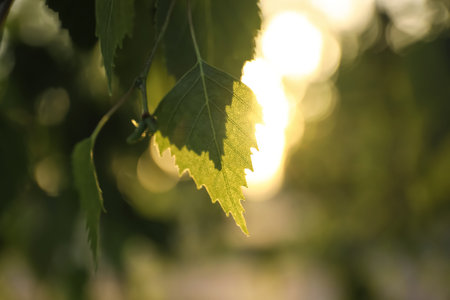 Closeup view of birch tree with young fresh green leaves outdoors on spring dayの写真素材