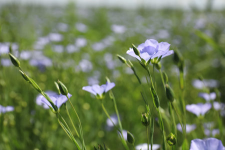 Closeup view of beautiful blooming flax fieldの写真素材