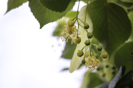 Closeup view of linden tree with fresh young green leaves and blossom outdoors on spring dayの写真素材