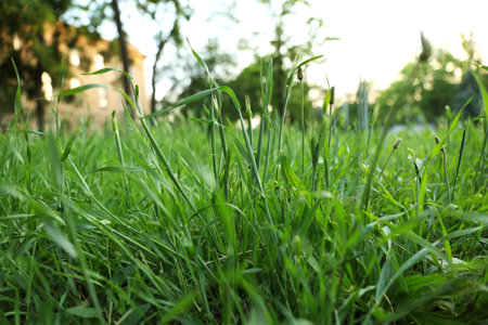 Lush green grass in park on sunny day