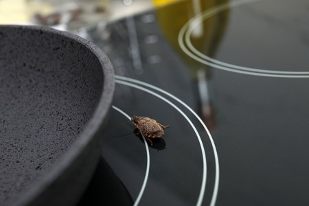 Cockroach on stove in kitchen, closeup. Pest control