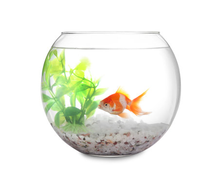 Beautiful bright small goldfish in round glass aquarium isolated on whiteの写真素材