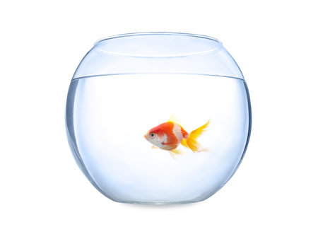 Beautiful bright small goldfish in round glass aquarium isolated on whiteの写真素材