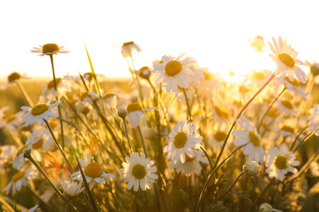 Closeup view of beautiful chamomile field on sunny dayの写真素材