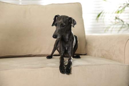 Italian Greyhound dog on sofa at home