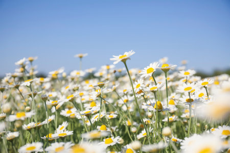 Close up view of beautiful chamomile field on sunny day