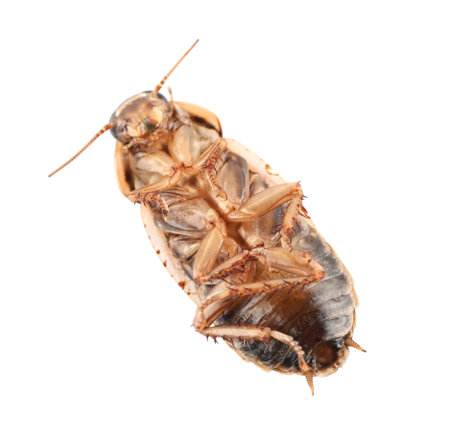 Dead brown cockroach isolated on white, top view. pest control
