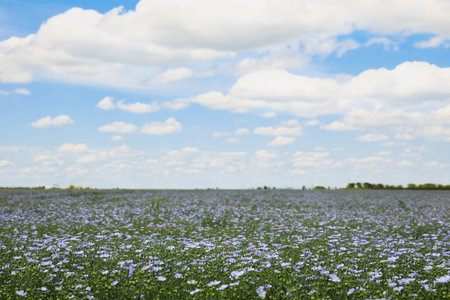 Beautiful view of blooming flax field on summer day