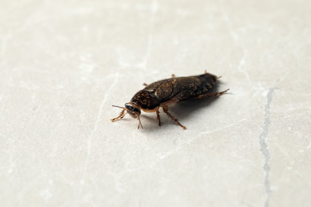 Brown cockroach on light gray marble background. pest control