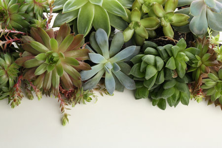 Many different echeverias isolated on white. Succulent plants