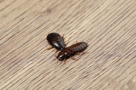 Brown cockroaches on wooden background, closeup. pest control