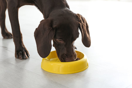 German Shorthaired Pointer dog with bowl indoors