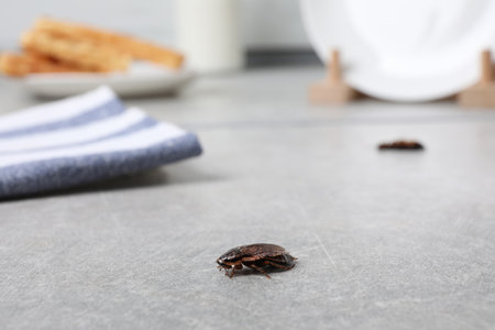 Closeup view of cockroach on gray stone table indoors, space for text. pest control