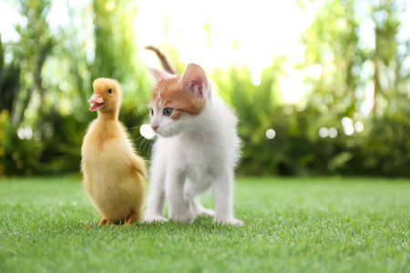 Fluffy baby duckling and cute kitten together on green grass outdoorsの写真素材