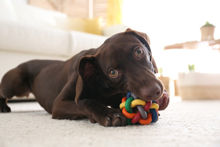 Cute German Shorthaired Pointer dog playing with toy at homeの写真素材