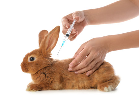 Professional veterinarian vaccinating bunny on white background, closeupの写真素材