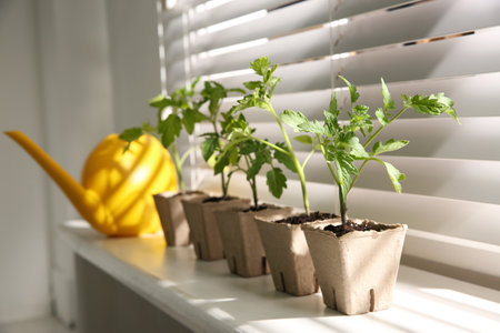 Green tomato seedlings in peat pots on white windowsill indoorsの写真素材