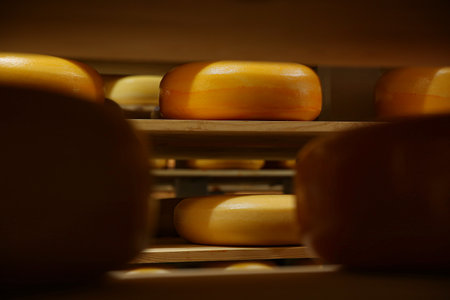 Fresh cheese heads on rack in factory warehouse
