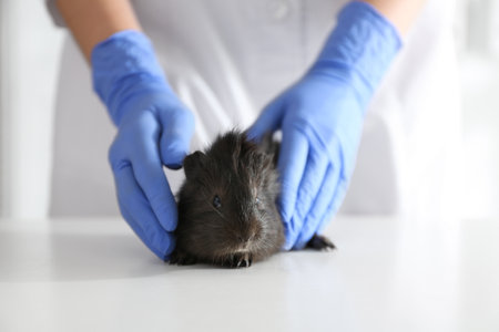 Female veterinarian examining guinea pig in clinic, closeupの写真素材
