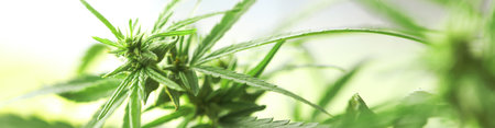 Green hemp on blurred background, closeup. banner designの写真素材