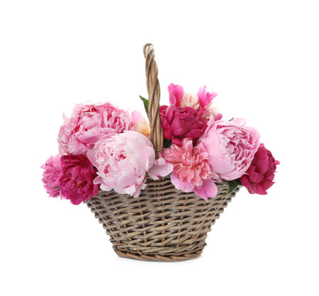 Beautiful peonies in wicker basket isolated on whiteの写真素材