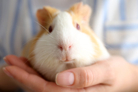 Woman holding cute small guinea pig, closeupの写真素材