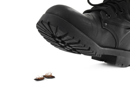 Person crushing cockroaches with feet on white background, closeup. pest control